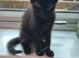 Black kitten