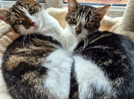 Female cats can leave together