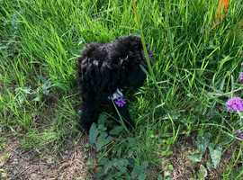 Stunning boy needs 5 star home please