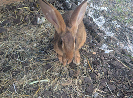 8 week old doe Belgian hare