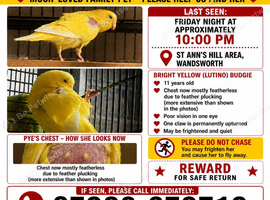 LOST YELLOW BUDGIE - PYE