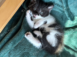 3 Adorable male Kittens Looking for Loving Forever Homes