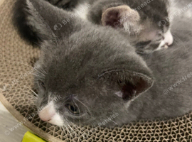 Cute grey cat , black , grey and white , orange white and black .