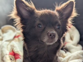 Gorgeous chihuahua male