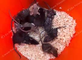Baby&rsquo;s rats for 6week to 8weeks