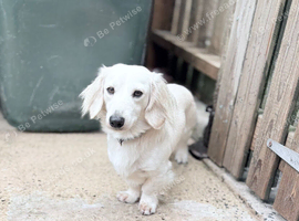 clear cream miniature dachshund stud