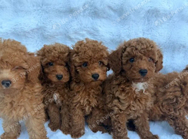 Red Toy Poodle Males