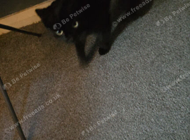Female cat