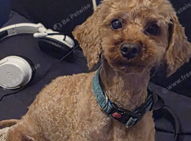 Stud Toy Poodle