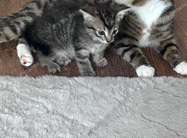 8 week male kitten