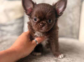 Chocolate Longcoat male