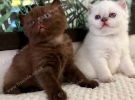 Absolutely stunning full pedigree GCCF BSH kittens
