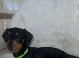 Our adorable boy buzz