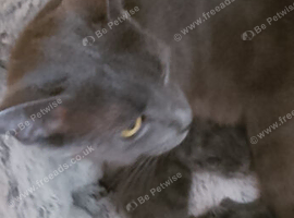 Russian blue kittens