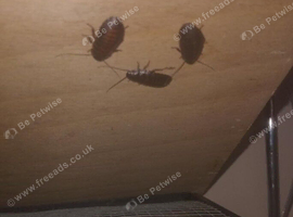 Baby Madagascarn hissing cockroach's
