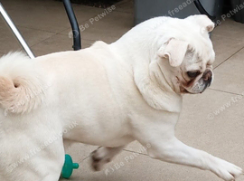 2 year old male pug