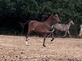 Yearling hackney pony filly