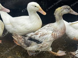 five young male ducks looking for new homes, cherry valley and welsh harlequin