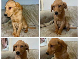 Fox red lab boy available  to leave now
