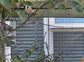 2025 Goldfinch pr