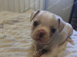 French bulldog puppies ready now for new family