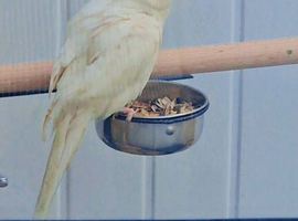 ring neck female 4 years old