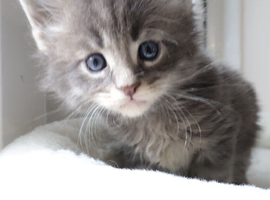 TICA Registered Maine Coon Kittens &ndash; Blue Smoke, Black Smoke & Tabby Lines