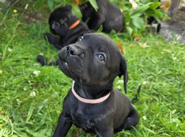 Dogue de bordeux x lab