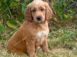 1 BOY LEFT!! STUNNING GOLDENDOODLE PUPPIES