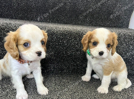 Cavalier puppies - KC reg parents