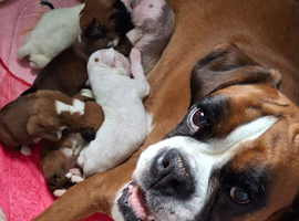 7 beautiful  kc registered  puppies