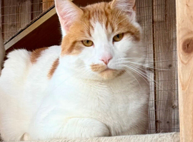GORGEOUS GENTLE GIANT