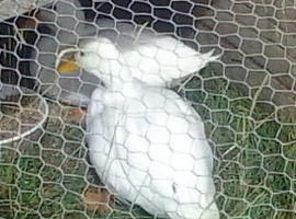 Pair of white call ducks