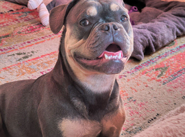 Frenchie for stud