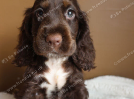 Show cocker spaniels ready for new homes