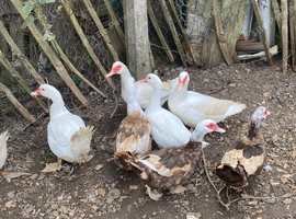 Muscovy Ducks