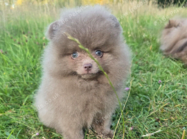 CHIAO LI YA lineage pomeranian puppies