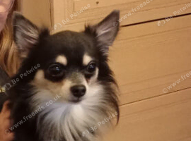 Long hair chihuahua