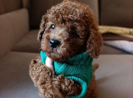 Toy Poodle Puppies Ready To New Home
