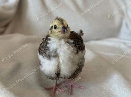 Quail