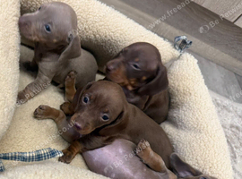 Miniature dachshund
