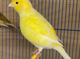 Pair of yellow canaries for sale