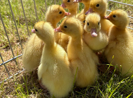 Cherry valley ducklings