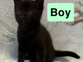 2 male kittens