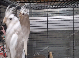 young cockatiels