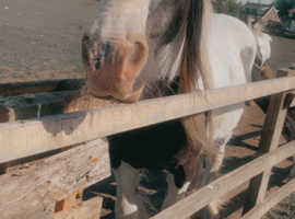 looking for a grazing land for 2 ponies