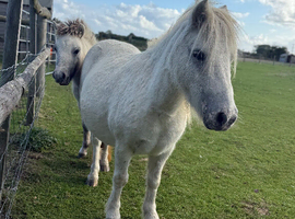Loan 3 Shetlands