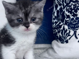 Beautiful British shorthair kittens