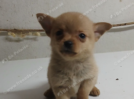 Pomchi