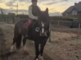 15.3/16h Irish cob gelding alrounder